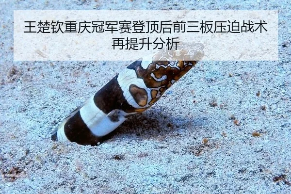 wang-chu-qin-chong-qing-guan-jun-sai-deng-ding-hou-qian-san-ban-ya-po-zhan-shu-zai-ti-sheng-fen-xi-2-107.jpg